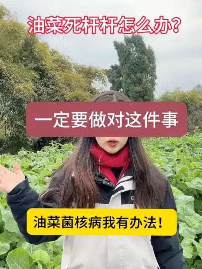 油菜死杆杆怎么办！一定不要错过这件事！否则会导致你的油菜大面积减产！#油菜菌核病#四川国光#服务三农支持三农