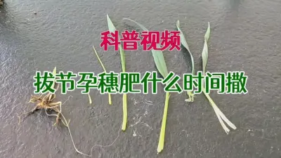 #拔节孕穗肥 #小麦