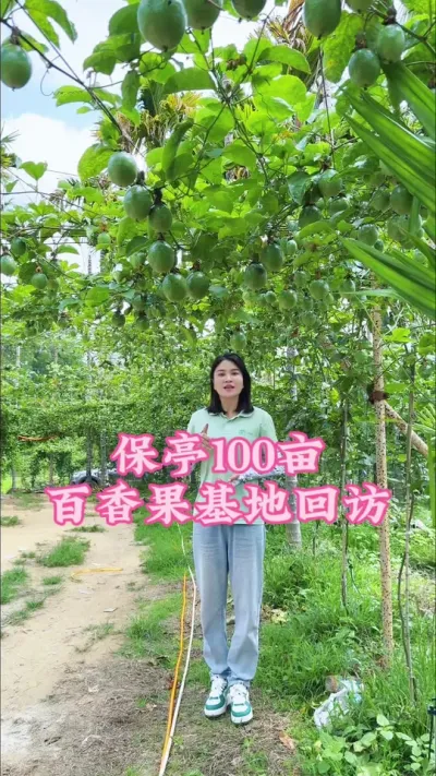 保亭100亩百香果基地回访！#乡村守护人 #服务三农支持三农 #抖音助农 #新农人计划 #百香果 @抖音小助手 @DOU+小助手
