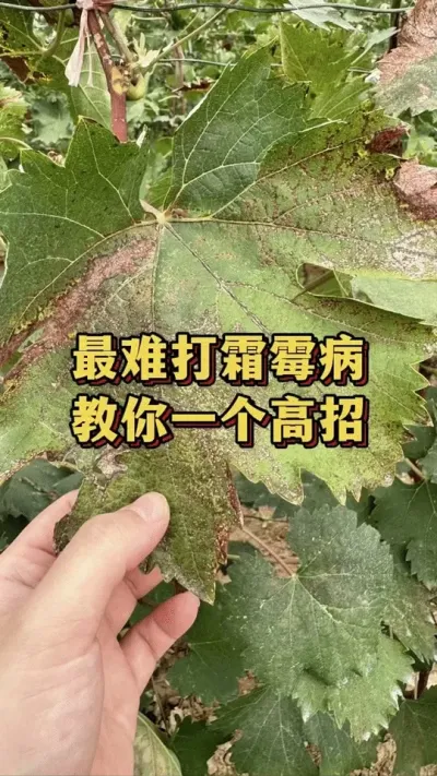 最难打霜霉病，教你一个高招#葡萄种植