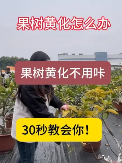 果树黄化真的要咔吗？果树黄化一招搞定！#果树管理 #柑橘种植 #国光方案 #农业种植