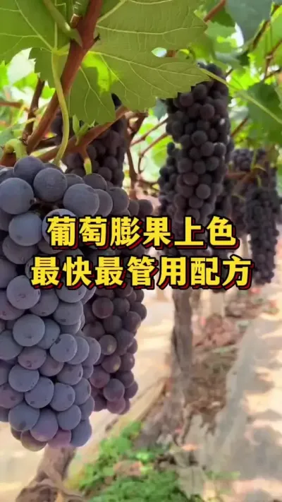 葡萄膨果上色，最快最有效配方#葡萄种植 #优质农产品 #农业种植