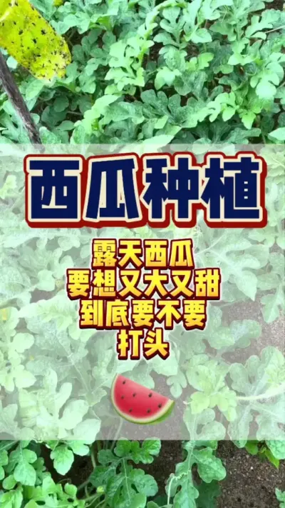 #西瓜种植 #种西瓜 #西瓜管理 #膨大增甜 露天西瓜千万别打头，谁打头谁绝产#增产增收才是硬道理