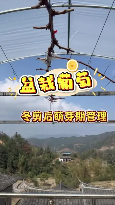 葡萄挂果树春天萌芽管理，26年开花坐果第一步#盆栽葡萄#楼顶果园#葡萄#家庭种植 #种植小技巧