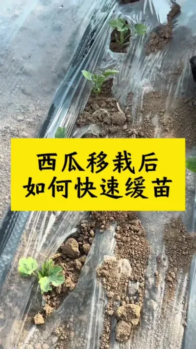 西瓜移栽后如何快速缓苗#西瓜种植 #种西瓜#西瓜种植技术 #瓜苗种植 #大棚西瓜