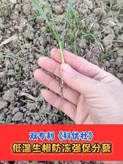双专利高端调控科优壮，小麦生根分蘖抗倒伏 #小麦管理 #小麦种植 #农资肥料