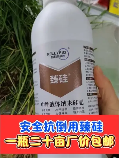 安全抗倒增产用臻硅 小麦拔节孕穗期，喷施臻硅☞中性液体纳米硅肥，抗倒增产抗病虫，一瓶也是批发价#农资肥料 #三农种植 #小麦种植 #小麦高产技术 #臻硅