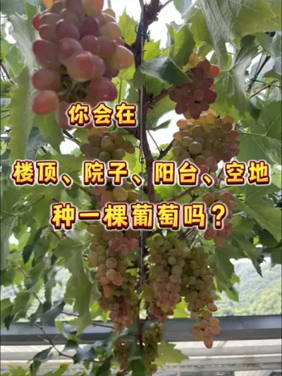 等了好久的秋季葡萄裸根苗来咯，对版靠谱苗情好，只需要十几一棵～#葡萄苗 #盆栽葡萄 #葡萄 #贝子的盆栽小果园 #内容启发搜索