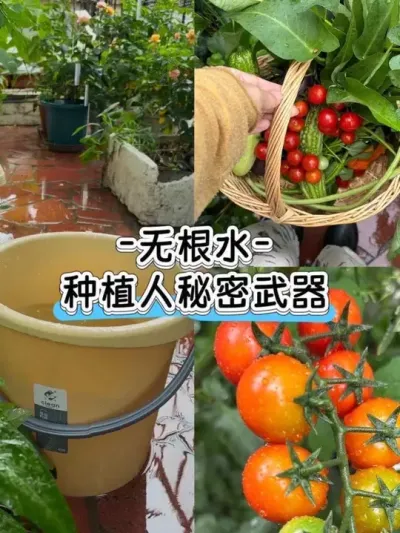 怪不得雨后的菜嘎嘎长！阳台小菜园大丰收的秘密之一！#阳台种植 #种菜 #种植小技巧 #无根水 #关注我一起学种菜