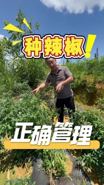 栽种辣椒的管理小方法和小技巧，让发哥告诉你。#辣椒#农业技术推广#农业种植#三农