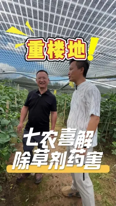 打了除草剂的重楼基地，苗出现黄化不长，撒了七农喜以后，居然起死回生了。#重楼种植#除草剂药害#农业技术推广#农业种植