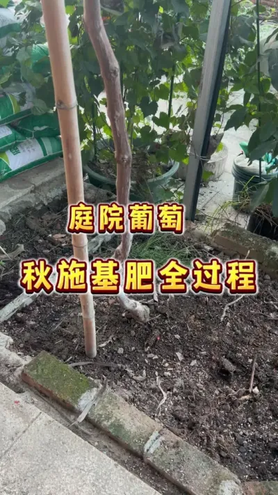 庭院葡萄秋施基肥全过程和细节～#葡萄 #庭院葡萄#秋施基肥 #种植小技巧 #贝子的盆栽小果园