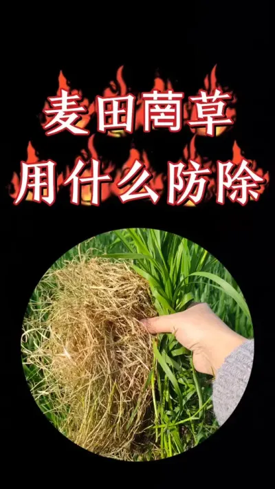 小麦田菵草为主的药剂用多元组合，连阔叶草一起防除#小麦 #小麦种植 #小麦除草剂 #小麦管理 #农资肥料