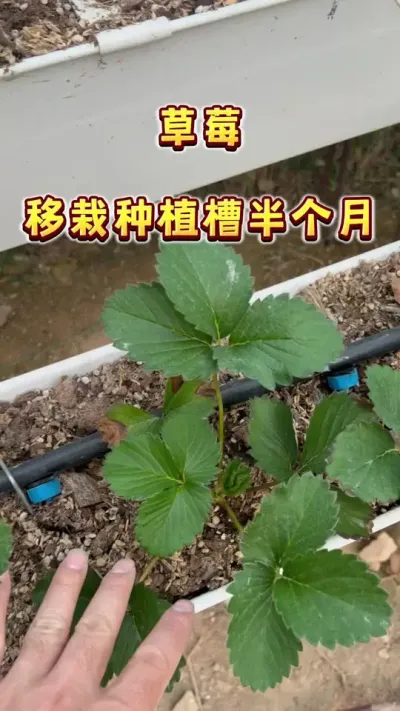 草莓苗入槽半个月咯，该给它吃点儿好的了#盆栽草莓 #家庭种植 #草莓 #种草莓 #楼顶果园