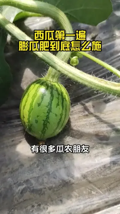 西瓜防裂。#西瓜施肥#西瓜管理#西瓜种植#西瓜高产#西瓜种植技术