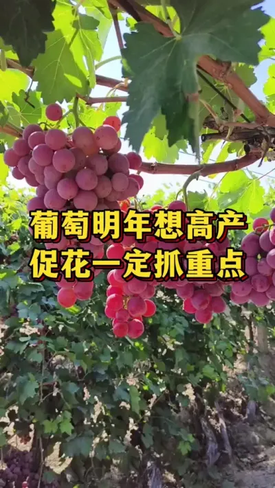 葡萄明年想高产，促花一定抓重点#优质农产品 #农业种植 #葡萄种植