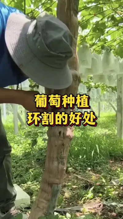葡萄种植，环割的好处#农业种植 #三农 #农业种植