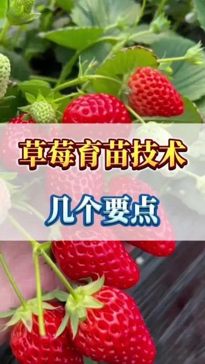 草莓育苗技术，几个要点#优质农产品 #农业种植 #草莓种植