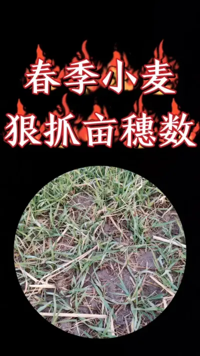 早春小麦返青期，重抓促弱转壮，争取提高亩穗数#农资肥料 #三农种植 #小麦 #小麦种植 #小麦管理