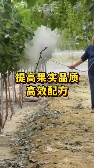 提高果实品质，高效配方 #农业植保 #传播农业种植小知识 #农业种植