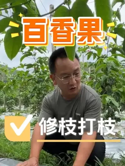 百香果修枝，这几个细节你做对没有？#农业 #百香果 #百香果修枝 #种植小技巧 #农资肥料