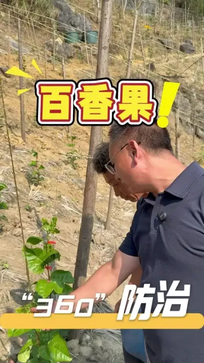 百香果苗遭受黄化茏头困扰，别慌，发哥带来的&ldquo;360&rdquo;方案就能一站式解决问题。具体详情欢迎评论区留言或私信咨询#百香果#农业技术推广#农业种植#三农