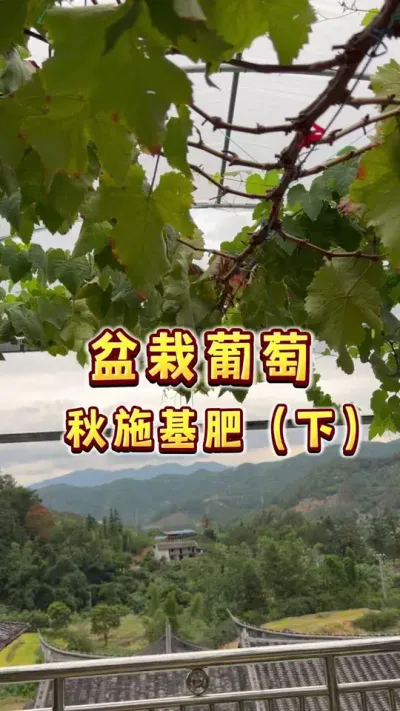 盆栽葡萄秋施基肥（下）#盆栽葡萄#葡萄#楼顶果园 #秋肥 #内容启发搜索