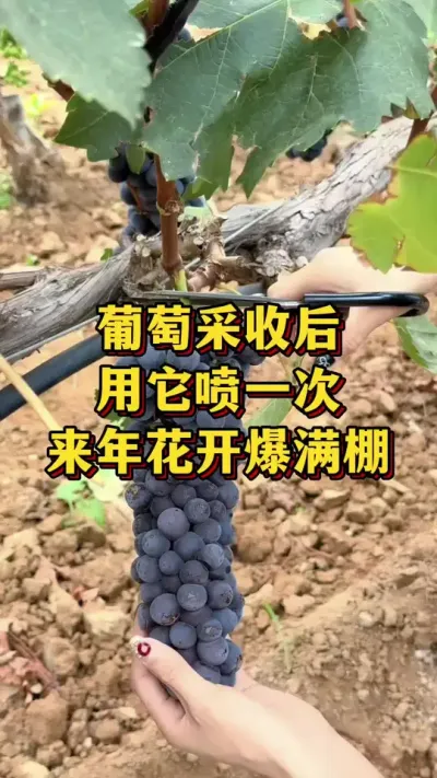 葡萄采收后，用它喷一次，来年花开饱满棚#优质农产品 #农业种植 #葡萄种植