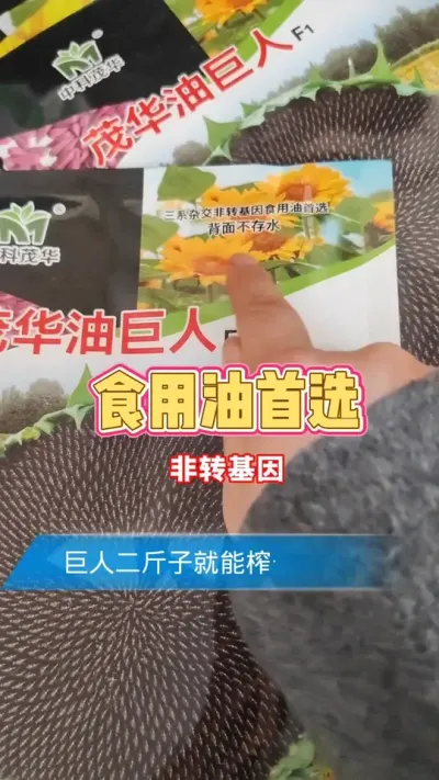 非转基因油葵可以开始播种了 #油葵 #油葵种子 #农业种植 #农资肥料 #三农流量扶持计划