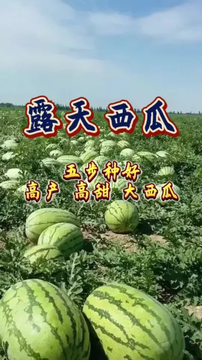 #西瓜种植 #增产增收才是硬道理 #西瓜高产