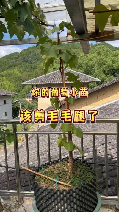 深秋来临，你的葡萄小苗该剃腿毛了#盆栽葡萄 #葡萄#楼顶果园 #贝子的盆栽小果园  #内容启发搜索