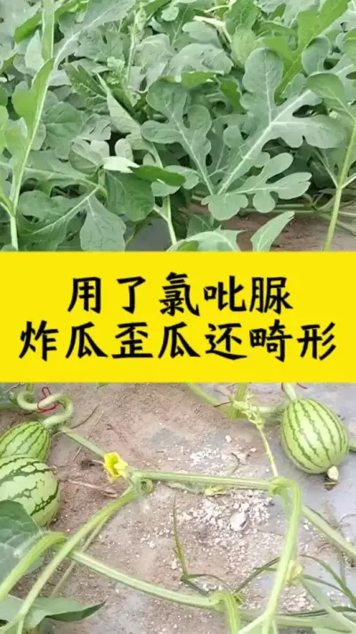 西瓜用了氯吡脲，炸瓜歪瓜还畸形#西瓜种植#种西瓜#西瓜种植技术#大棚西瓜
