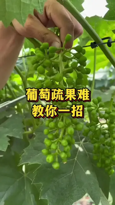 葡萄疏果难，教你一招#农业种植 #优质农产品 #种植小技巧