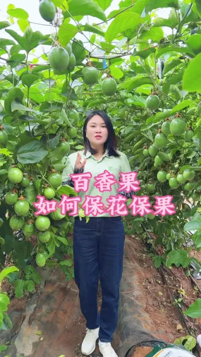 百香果我们该如何去保花保果呢？#乡村守护人 #抖音助农 #服务三农支持三农 #新农人计划 #百香果 @抖音小助手 @DOU+小助手