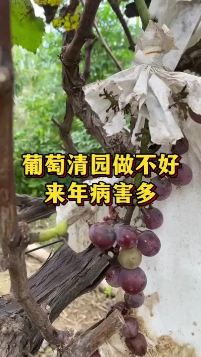 葡萄清园做不好，来年病害多#优质农产品 #农业种植 #葡萄种植