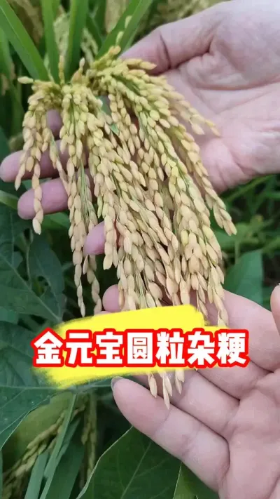 金元宝圆粒杂粳高产抗倒抗高温 #金元宝 #杂交粳稻 #杂交水稻 #水稻种植 #农资肥料