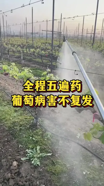 全程五遍药，葡萄病害不复发#农业种植 #三农 #种植小技巧