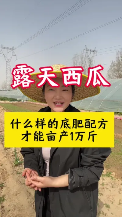 #西瓜种植 #西瓜种植技术#种西瓜#西瓜底肥