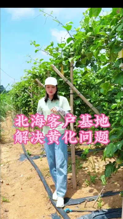 北海客户百香果基地黄化问题解决方案！#乡村守护人 #三农 #抖音新农人 #百香果 #抖音助农 @抖音小助手 @DOU+小助手