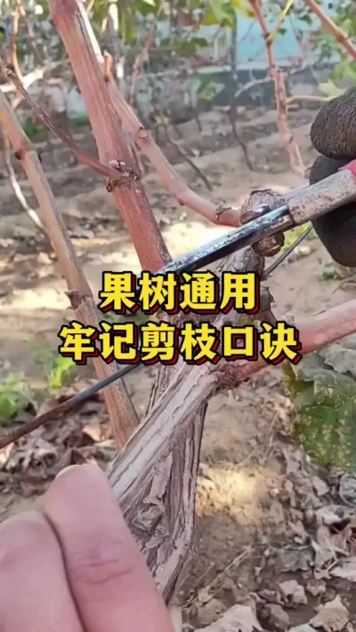 果树通用，牢记剪枝口诀#农业种植 #三农 #种植小技巧