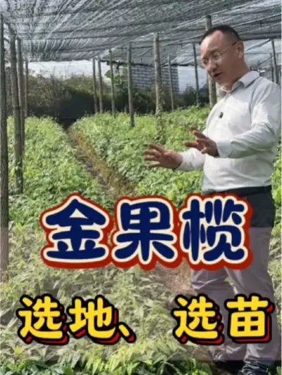 金果榄 金果榄种植，选地，选苗很关键，来听听马老板给大家分享经验。#农业 #三农 #金果榄 #选苗 #选地