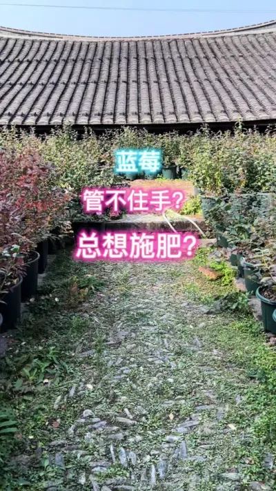 冬天活性低没开花别乱施肥哦，管不住手就用点菌剂吧#记录我的种植生活 #蓝莓 #种植小技巧