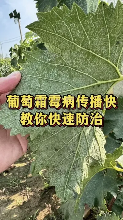 葡萄霜霉病传播快，教你快速防治#葡萄种植