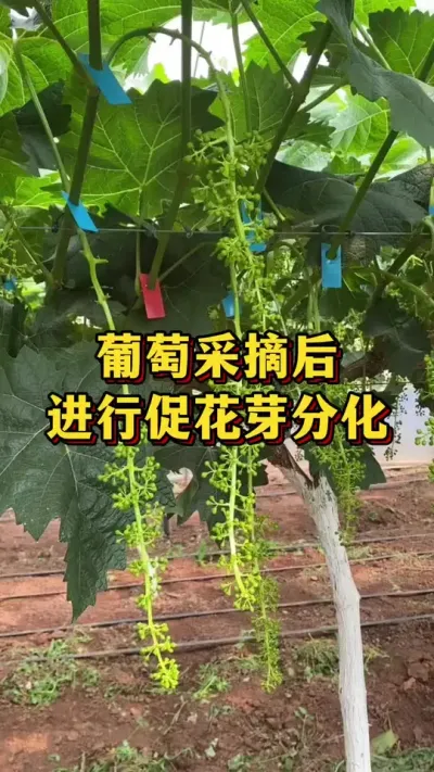 葡萄采收后，进行花芽分化#农业种植 #三农 #葡萄种植