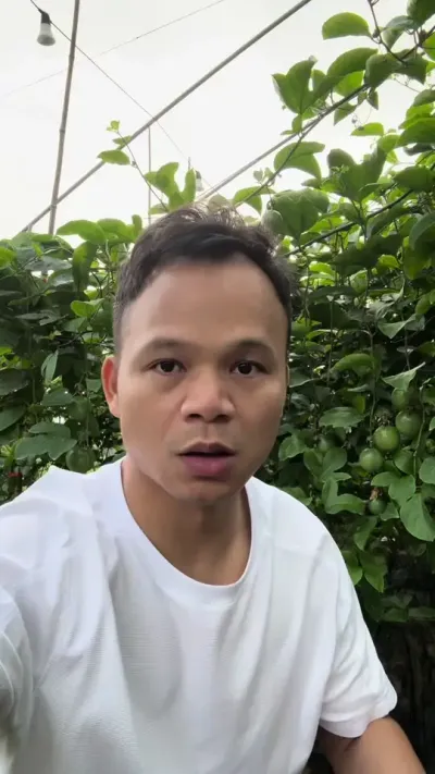 百香果种植，自己要去摸透的话时间，精力，成本将投入很大！#农业种植 #种百香果#黄金百香果种植技术