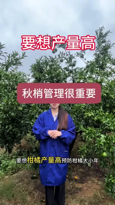 要想柑橘产量高！一定要做好秋梢管理#三农 #柑橘 #果园管理