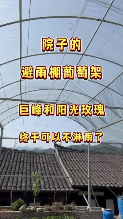 院子里的葡萄棚架终于做好了，大家来看看怎么样#葡萄 #小院时光 #庭院葡萄 #家庭种植 #葡萄架