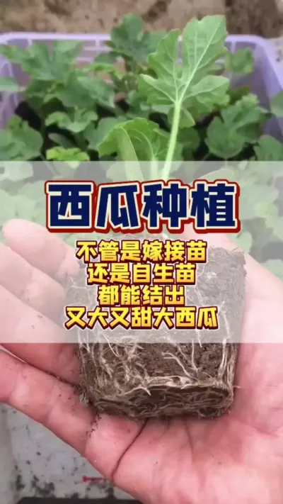#西瓜种植 #西瓜管理 #膨大增甜   不管你种的是自生苗还是嫁接苗，想要咱的西瓜结的又大又甜，你一定要这样做。 #增产增收才是硬道理