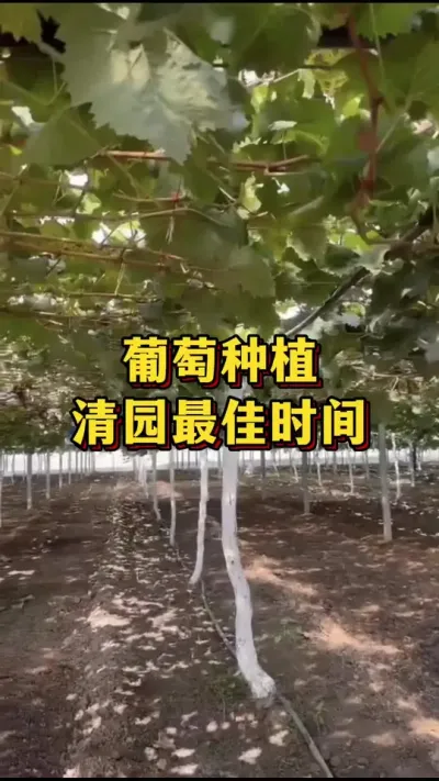 葡萄种植，清园最佳时间#农业种植 #优质农产品 #三农