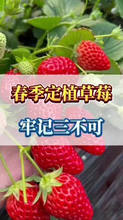 春季定植草莓，牢记三不可#草莓种植 #三农 #优质农产品